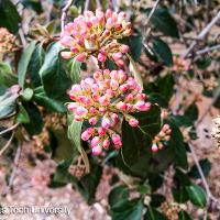 Viburnum x burkwoodii (Burkwood Viburnum)