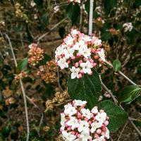 Viburnum x burkwoodii (Burkwood Viburnum)