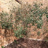 Viburnum x burkwoodii (Burkwood Viburnum)