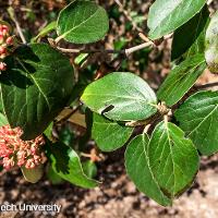 Viburnum x burkwoodii (Burkwood Viburnum)