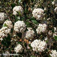 Viburnum x burkwoodii (Burkwood Viburnum)