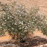 Viburnum x burkwoodii (Burkwood Viburnum)