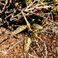 Wisteria sinensis (Chinese Wisteria)