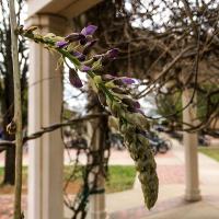 Wisteria sinensis (Chinese Wisteria)
