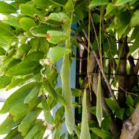 Wisteria sinensis (Chinese Wisteria)