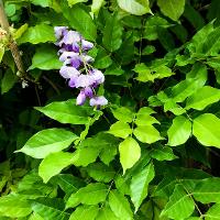 Wisteria sinensis (Chinese Wisteria)