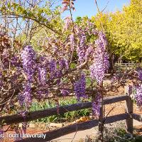 Wisteria sinensis (Chinese Wisteria)