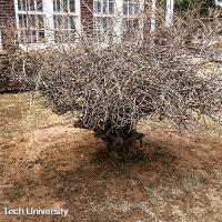 Wisteria sinensis (Chinese Wisteria)