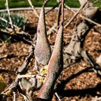 Wisteria sinensis (Chinese Wisteria)