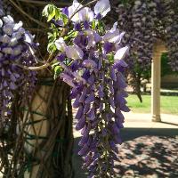Wisteria sinensis (Chinese Wisteria)