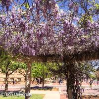 Wisteria sinensis (Chinese Wisteria)