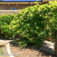 Wisteria sinensis (Chinese Wisteria)
