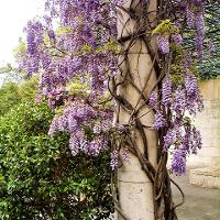 Wisteria sinensis (Chinese Wisteria)