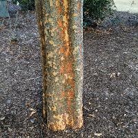 Zelkova serrata (Japanese Zelkova)