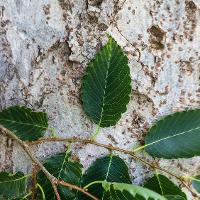 Zelkova serrata (Japanese Zelkova)