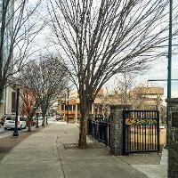 Zelkova serrata (Japanese Zelkova)