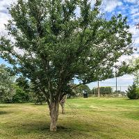 Zelkova serrata (Japanese Zelkova)