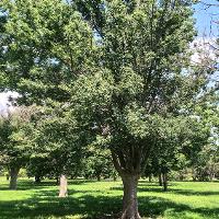 Zelkova serrata (Japanese Zelkova)