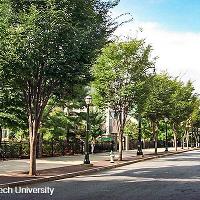 Zelkova serrata (Japanese Zelkova)