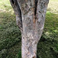 Zelkova serrata (Japanese Zelkova)