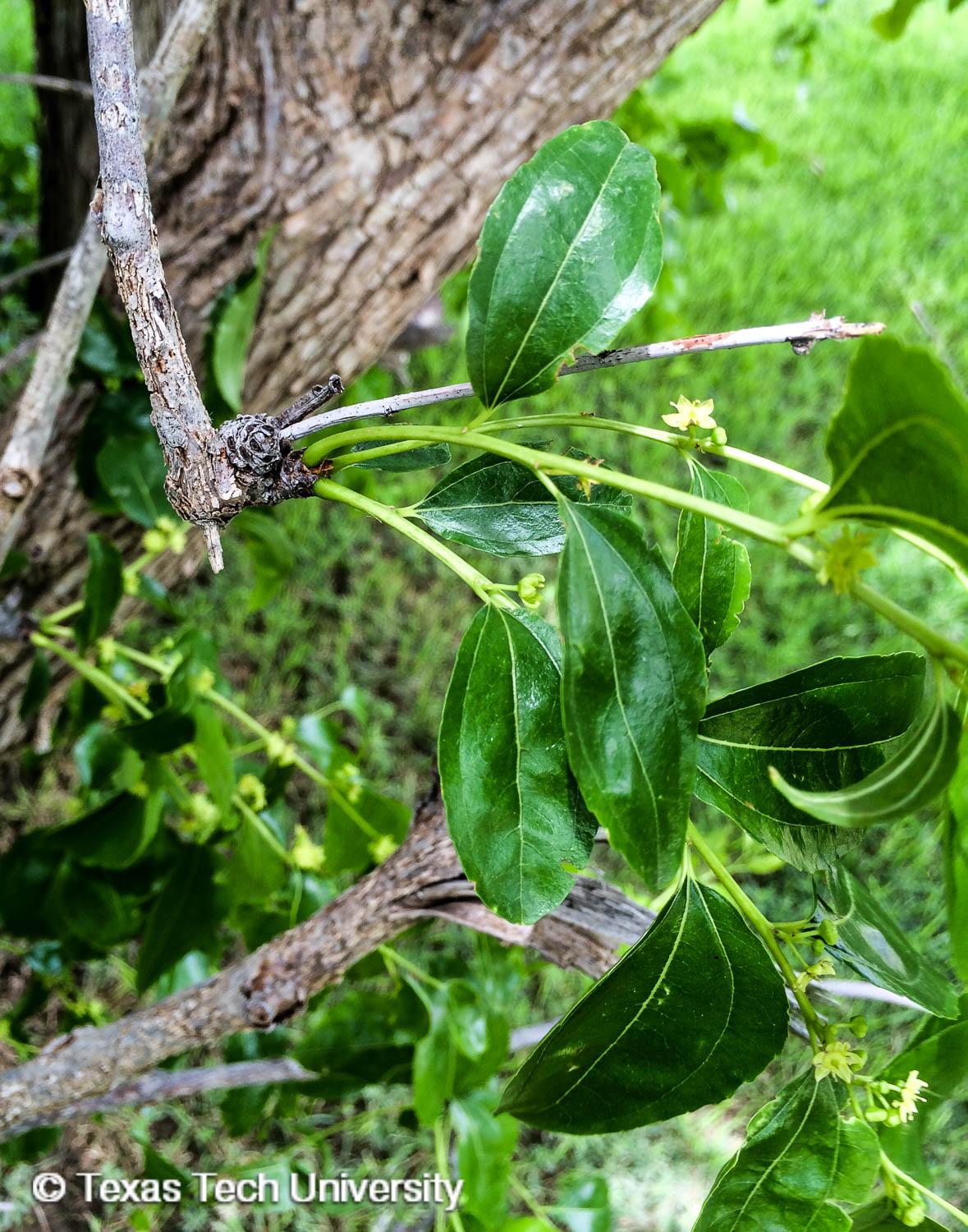 Plant resources. 93. Ziziphus Jujuba.