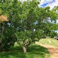 Ziziphus jujuba (Chinese Date)