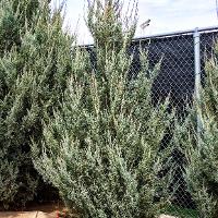 Juniperus scopulorum (Rocky Mountain Juniper, Colorado Red Cedar)