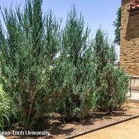 Juniperus scopulorum (Rocky Mountain Juniper, Colorado Red Cedar)