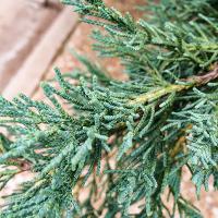 Juniperus scopulorum (Rocky Mountain Juniper, Colorado Red Cedar)