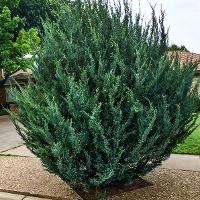 Juniperus scopulorum (Rocky Mountain Juniper, Colorado Red Cedar)
