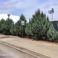 Juniperus scopulorum (Rocky Mountain Juniper, Colorado Red Cedar)