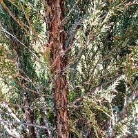 Juniperus scopulorum (Rocky Mountain Juniper, Colorado Red Cedar)