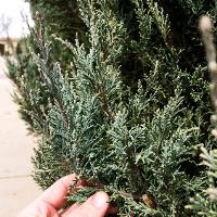 Juniperus scopulorum (Rocky Mountain Juniper, Colorado Red Cedar)