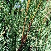 Juniperus scopulorum (Rocky Mountain Juniper, Colorado Red Cedar)