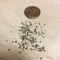Kochia scoparia (Kochia)