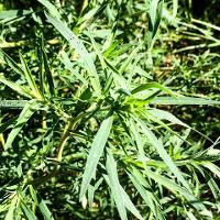 Kochia scoparia (Kochia)