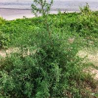 Kochia scoparia (Kochia)