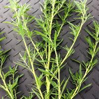 Kochia scoparia (Kochia)