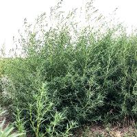 Kochia scoparia (Kochia)