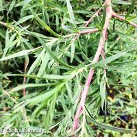 Kochia scoparia (Kochia)