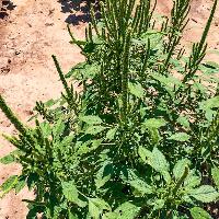 Amaranthus palmeri (Palmer Amaranth)