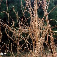Amaranthus palmeri (Palmer Amaranth)
