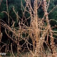 Amaranthus palmeri (Palmer Amaranth)