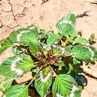 Amaranthus palmeri (Palmer Amaranth)