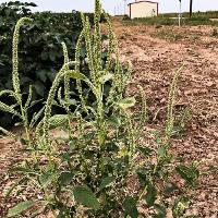 Amaranthus palmeri (Palmer Amaranth)