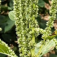 Amaranthus palmeri (Palmer Amaranth)