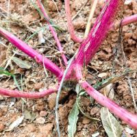 Amaranthus palmeri (Palmer Amaranth)