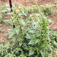 Amaranthus palmeri (Palmer Amaranth)