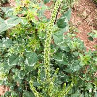 Amaranthus palmeri (Palmer Amaranth)