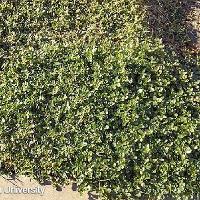 Alternanthera pungens (Khakiweed)